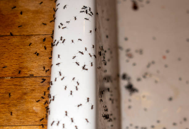 Flea Control Services in Flandreau, SD